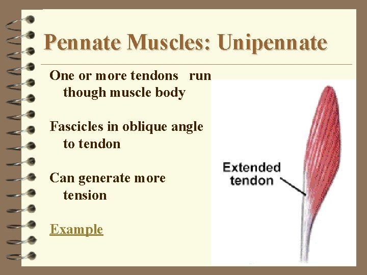 Pennate Muscles: Unipennate One or more tendons run though muscle body Fascicles in oblique