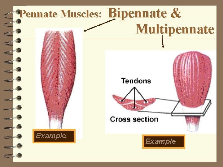 Pennate Muscles: Example Bipennate & Multipennate Example 