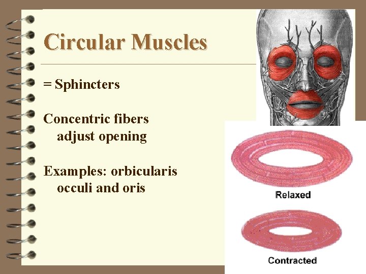 Circular Muscles = Sphincters Concentric fibers adjust opening Examples: orbicularis occuli and oris 