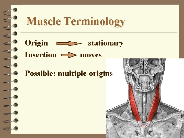 Muscle Terminology Origin Insertion stationary moves Possible: multiple origins 