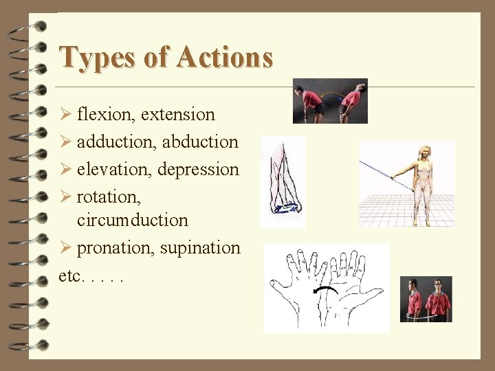 Types of Actions Ø flexion, extension Ø adduction, abduction Ø elevation, depression Ø rotation,