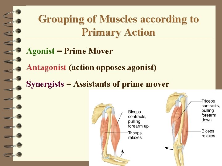 Grouping of Muscles according to Primary Action Agonist = Prime Mover Antagonist (action opposes