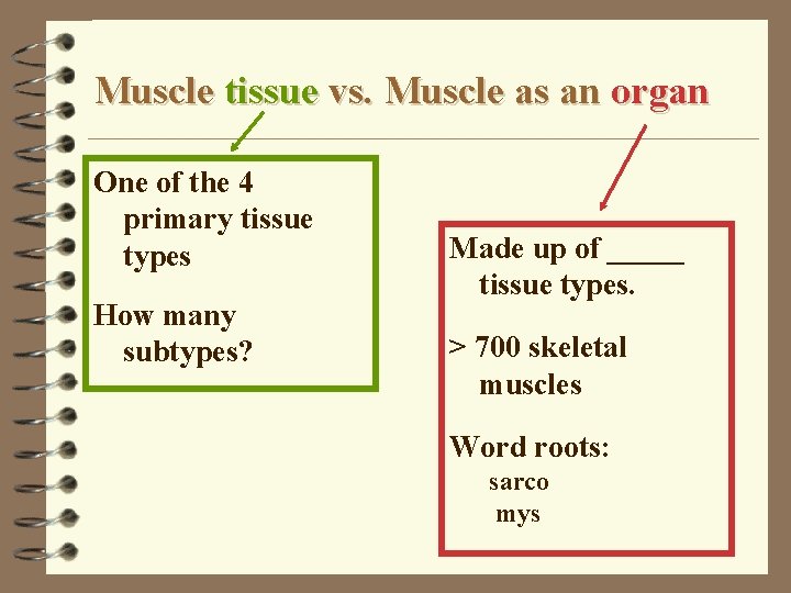 Muscle tissue vs. Muscle as an organ One of the 4 primary tissue types