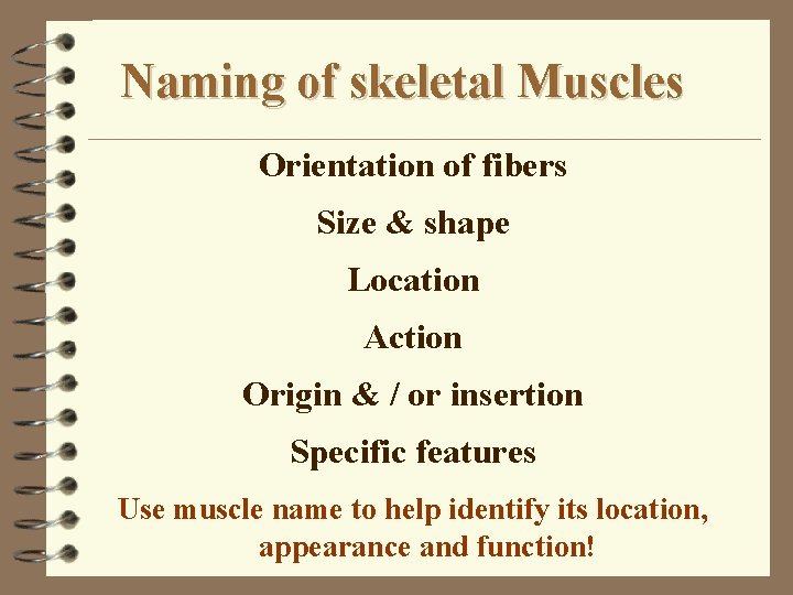 Naming of skeletal Muscles Orientation of fibers Size & shape Location Action Origin &