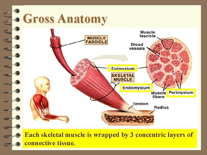 Gross Anatomy Each skeletal muscle is wrapped by 3 concentric layers of connective tissue.