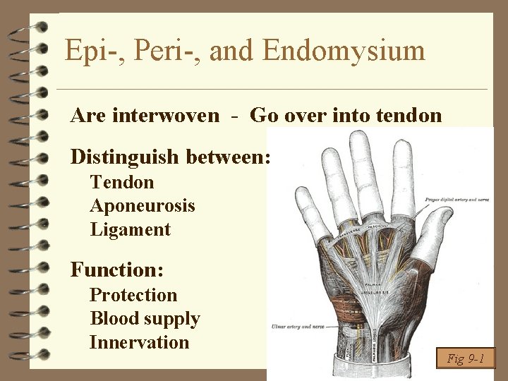 Epi-, Peri-, and Endomysium Are interwoven - Go over into tendon Distinguish between: Tendon