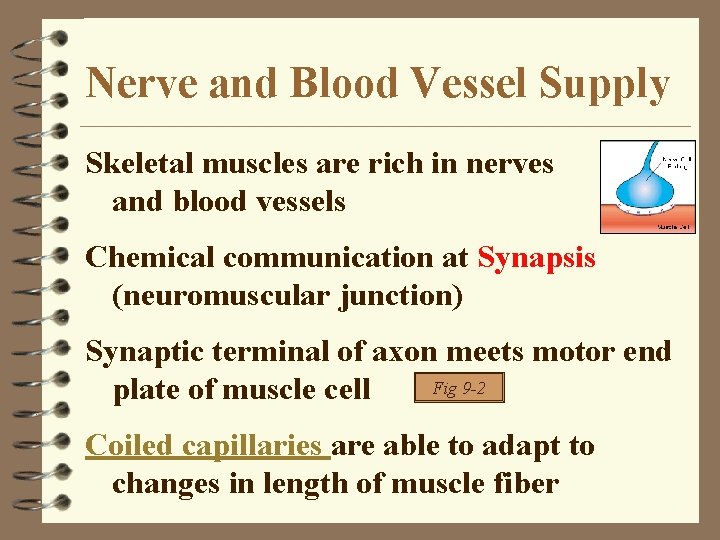 Nerve and Blood Vessel Supply Skeletal muscles are rich in nerves and blood vessels