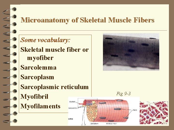 Microanatomy of Skeletal Muscle Fibers Some vocabulary: Skeletal muscle fiber or myofiber Sarcolemma Sarcoplasmic