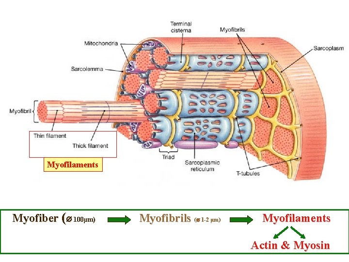 Myofilaments Myofiber ( 100µm) Myofibrils ( 1 -2 µm) Myofilaments Actin & Myosin 