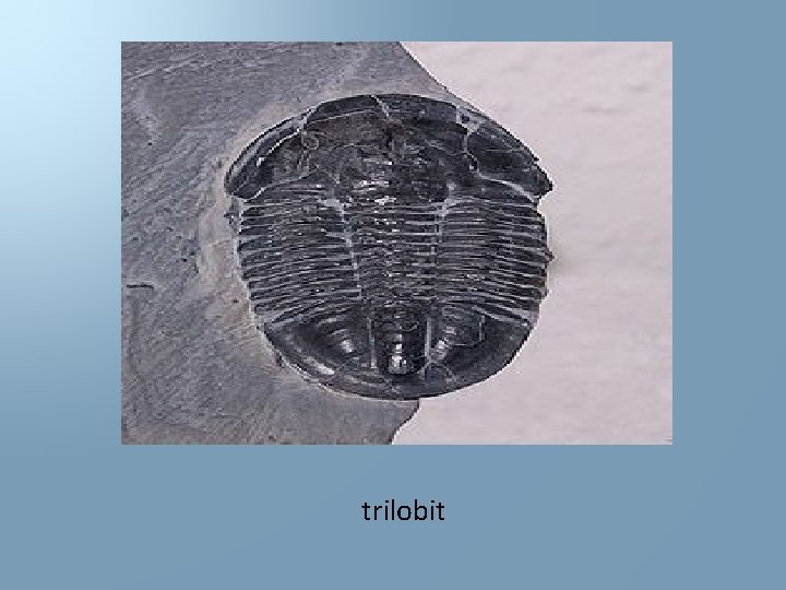 trilobit 