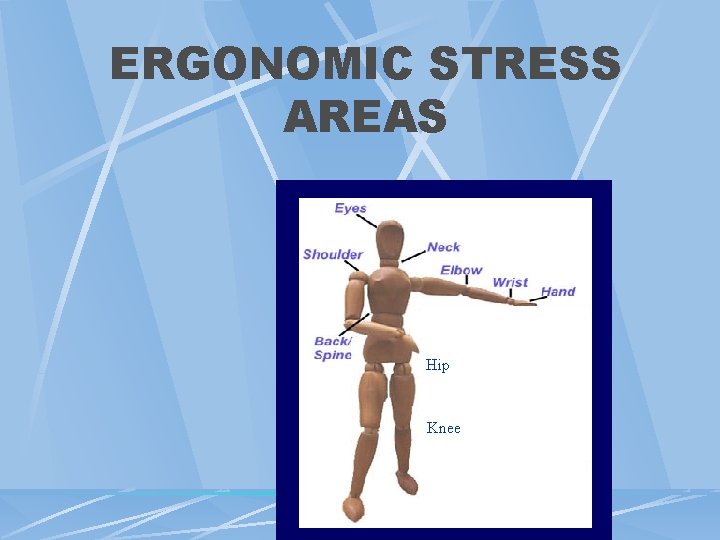 ERGONOMIC STRESS AREAS Hip Knee ERGONOMIC STRESS AREAS Hip Knee