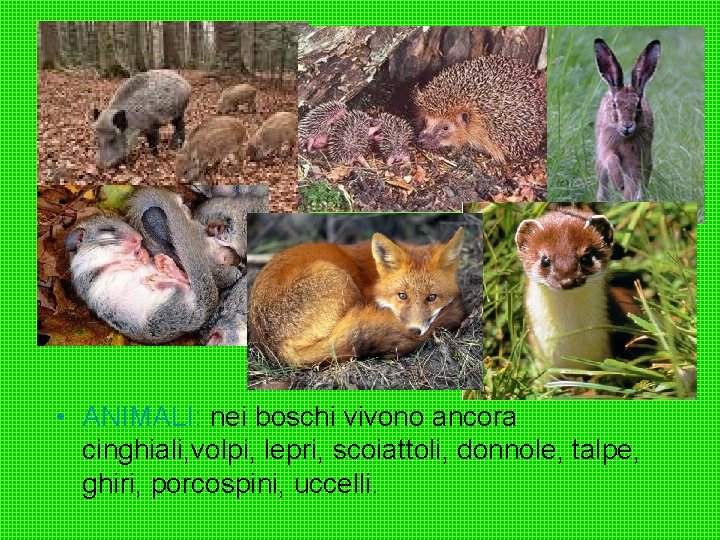 • ANIMALI: nei boschi vivono ancora cinghiali, volpi, lepri, scoiattoli, donnole, talpe, ghiri,