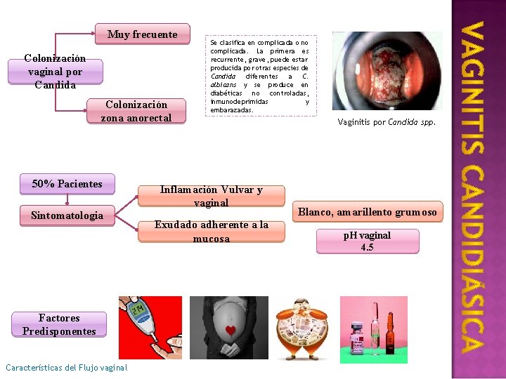 Muy frecuente Colonización vaginal por Candida Colonización zona anorectal 50% Pacientes Sintomatologia Factores Predisponentes