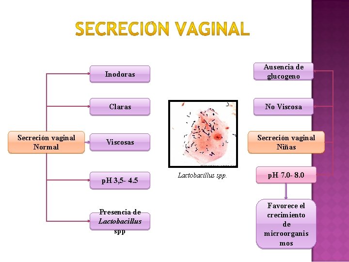 Secreción vaginal Normal Inodoras Ausencia de glucogeno Claras No Viscosa Secreción vaginal Niñas Viscosas