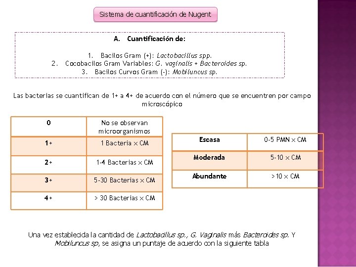 Sistema de cuantificación de Nugent A. Cuantificación de: 1. Bacilos Gram (+): Lactobacillus spp.