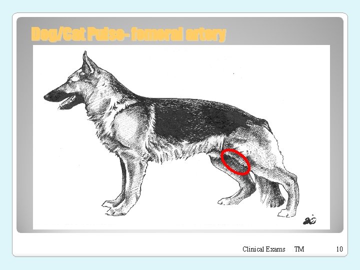 Dog/Cat Pulse- femoral artery Clinical Exams TM 10 