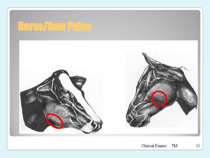 Horse/Cow Pulse Clinical Exams TM 11 