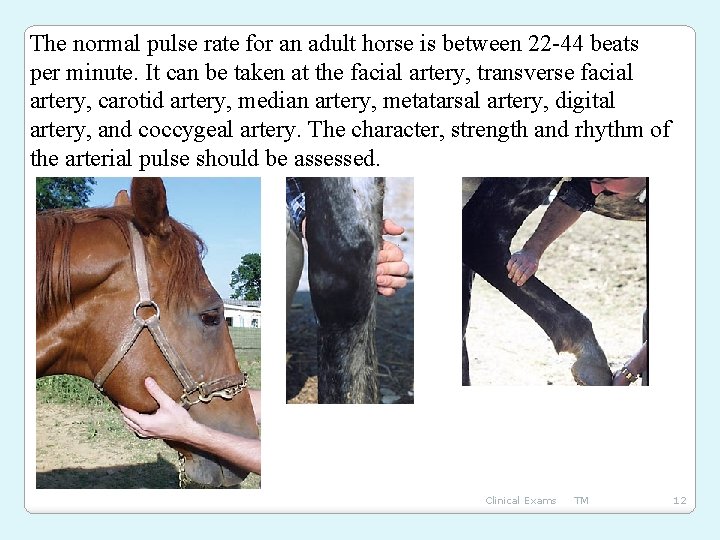 The normal pulse rate for an adult horse is between 22 -44 beats per