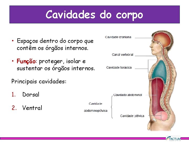 Cavidades do corpo • Espaços dentro do corpo que contêm os órgãos internos. •