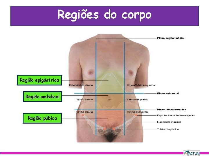 Regiões do corpo Região epigástrica Região umbilical Região púbica 