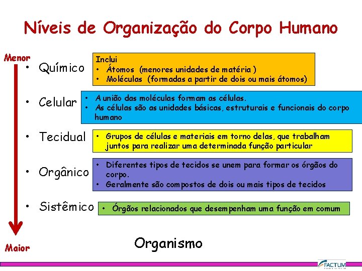 Níveis de Organização do Corpo Humano Menor Inclui • Átomos (menores unidades de matéria