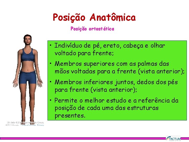 Posição Anatômica Posição ortostática • Indivíduo de pé, ereto, cabeça e olhar voltado para Posição Anatômica Posição ortostática • Indivíduo de pé, ereto, cabeça e olhar voltado para