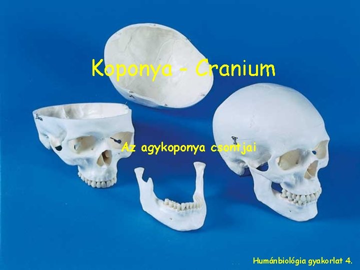 Koponya - Cranium Az agykoponya csontjai Humánbiológia gyakorlat 4. 