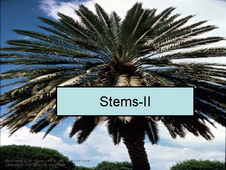 Stems-II 