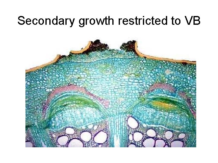 Secondary growth restricted to VB 