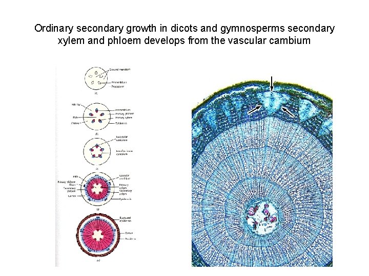 Ordinary secondary growth in dicots and gymnosperms secondary xylem and phloem develops from the