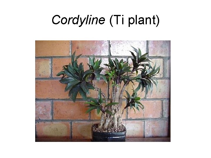 Cordyline (Ti plant) 