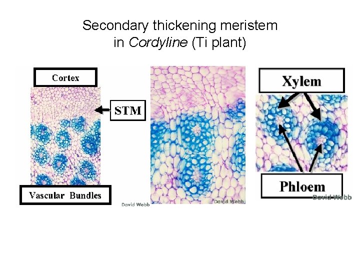 Secondary thickening meristem in Cordyline (Ti plant) 