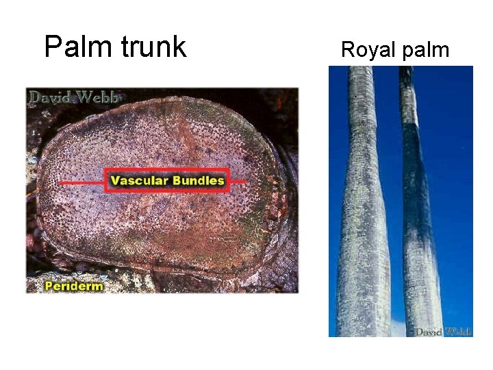Palm trunk Royal palm 