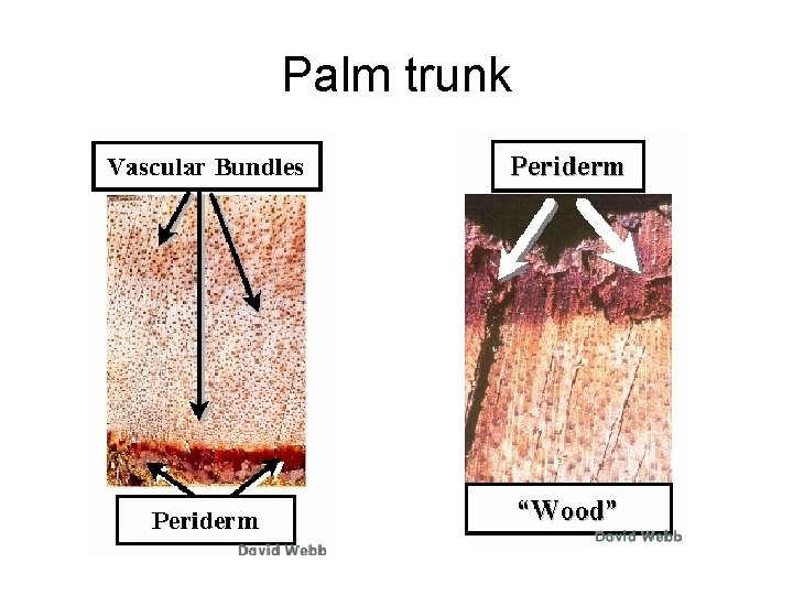 Palm trunk 