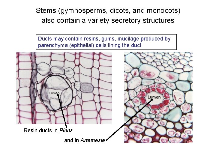 Stems (gymnosperms, dicots, and monocots) also contain a variety secretory structures Ducts may contain