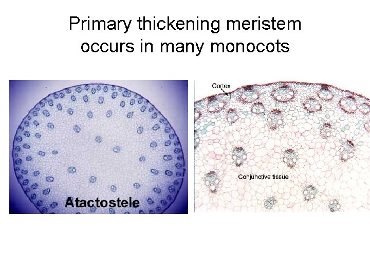 Primary thickening meristem occurs in many monocots 