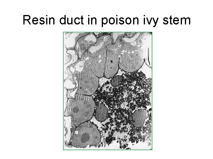 Resin duct in poison ivy stem 