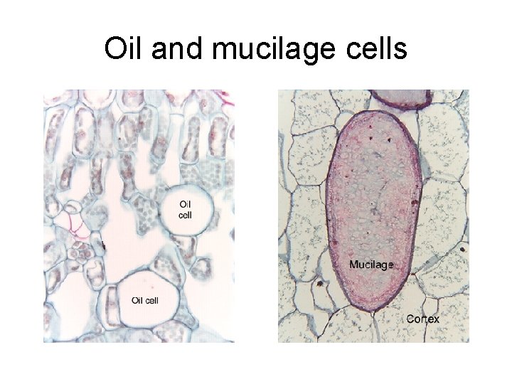 Oil and mucilage cells 