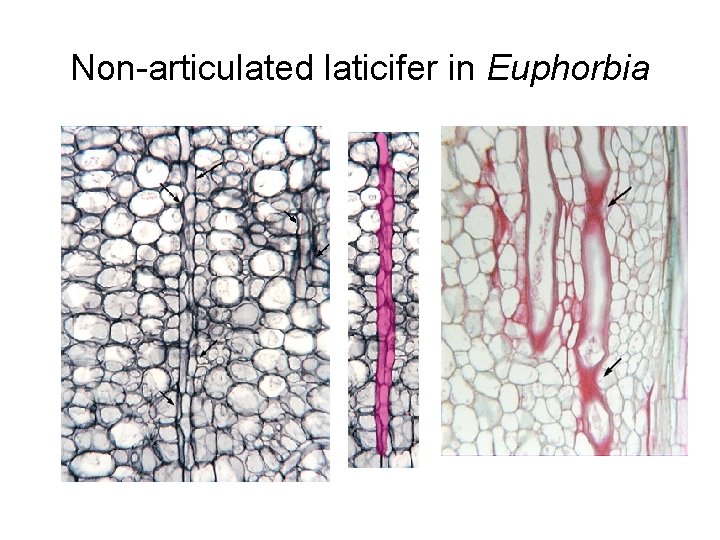 Non-articulated laticifer in Euphorbia 