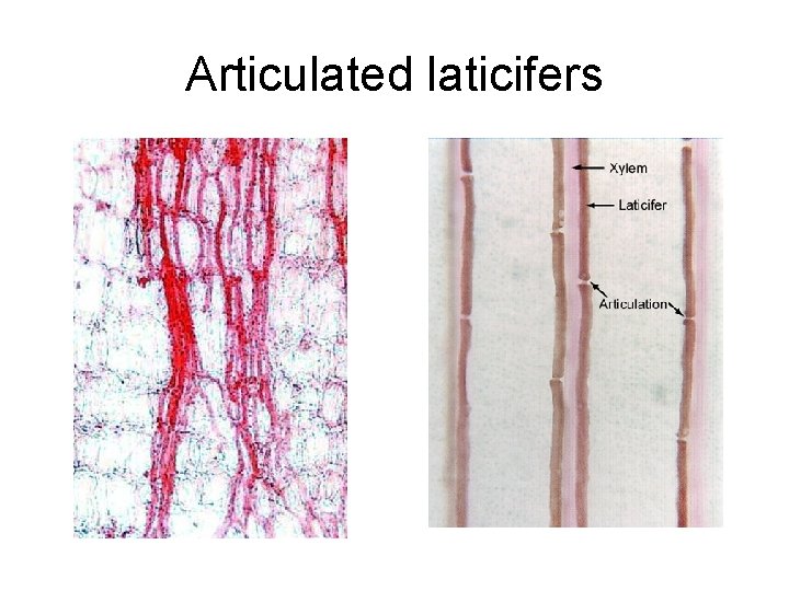 Articulated laticifers 