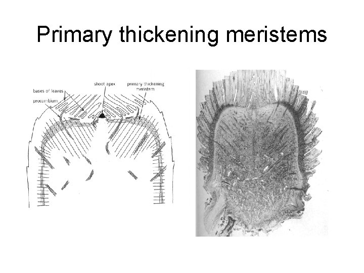 Primary thickening meristems 