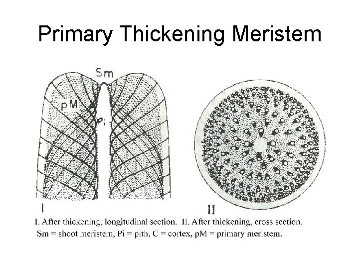 Primary Thickening Meristem 