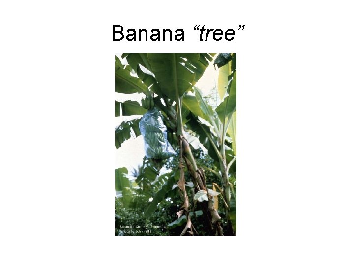 Banana “tree” 