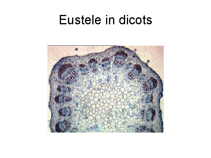 Eustele in dicots 