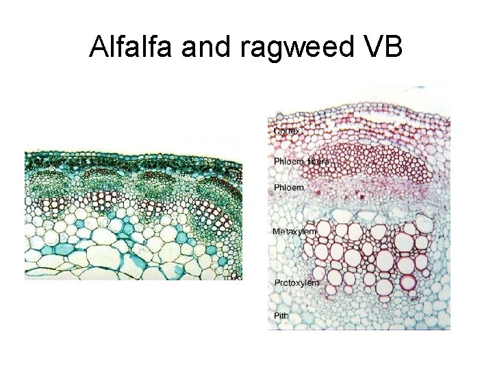 Alfalfa and ragweed VB 