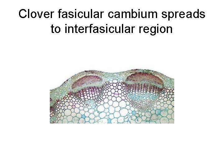 Clover fasicular cambium spreads to interfasicular region 