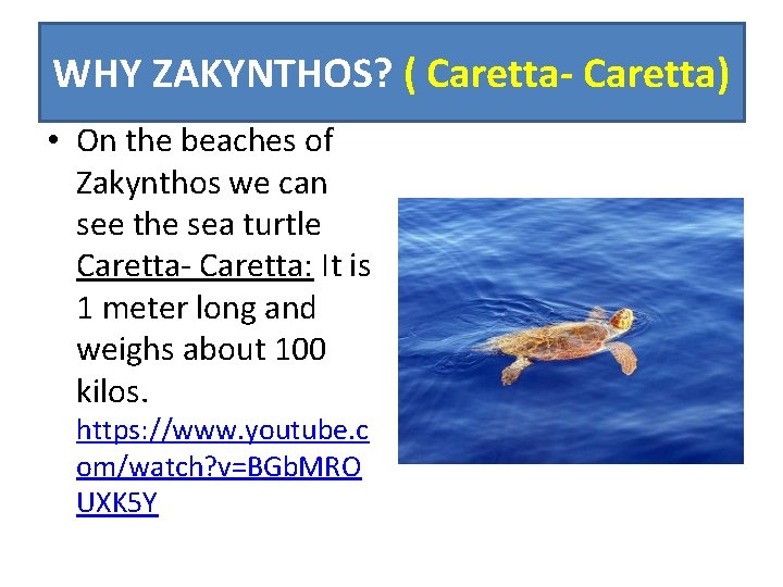 WHY ZAKYNTHOS? ( Caretta- Caretta) • On the beaches of Zakynthos we can see
