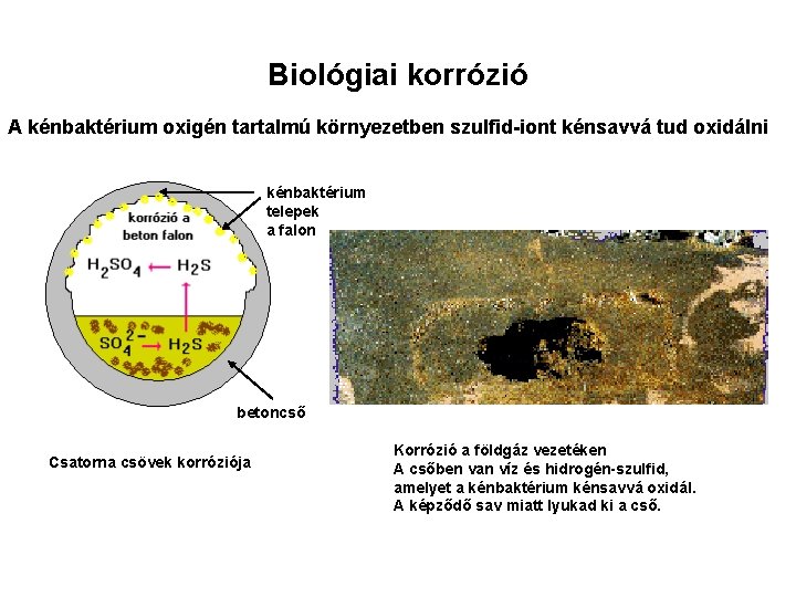 Biológiai korrózió A kénbaktérium oxigén tartalmú környezetben szulfid-iont kénsavvá tud oxidálni kénbaktérium telepek a