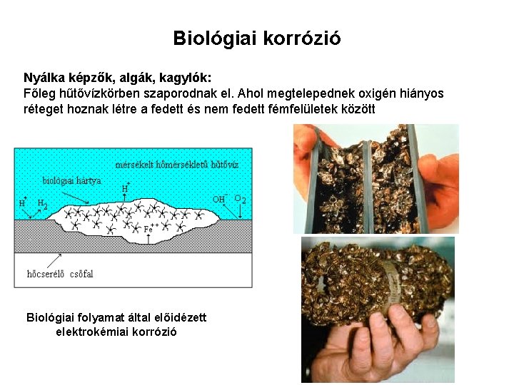 Biológiai korrózió Nyálka képzők, algák, kagylók: Főleg hűtővízkörben szaporodnak el. Ahol megtelepednek oxigén hiányos