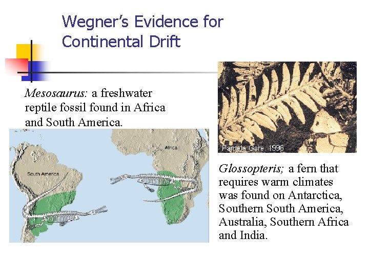 Wegner’s Evidence for Continental Drift Mesosaurus: a freshwater reptile fossil found in Africa and